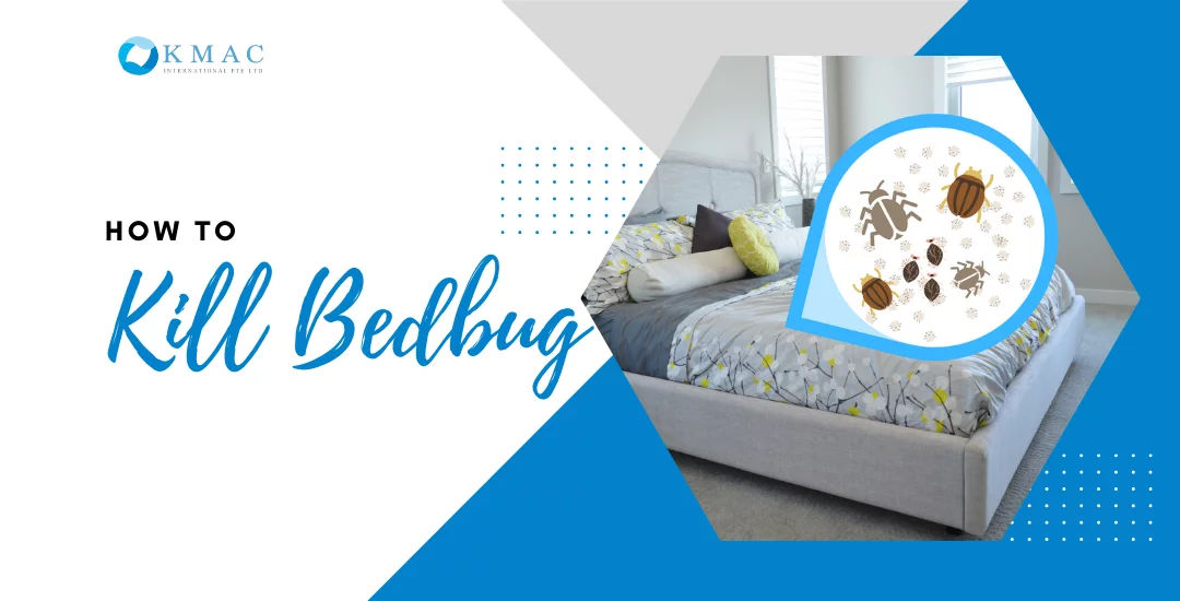How To Kill Bedbugs