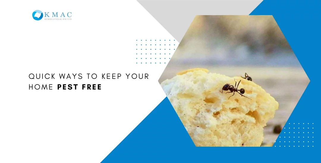 Quick Ways to Keep Your Home Pest-Free